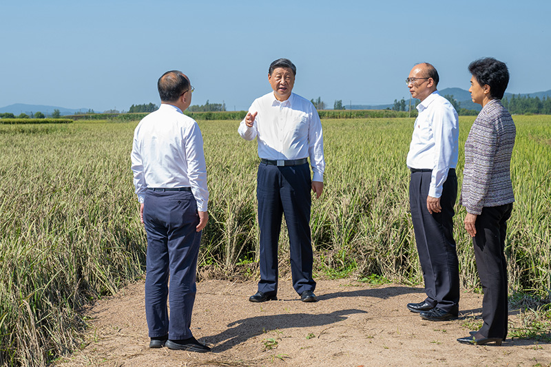 9月6日至8日，中共中央總書記、國家主席、中央軍委主席習近平在黑龍江考察。這是7日上午，習近平在遭受洪澇災害的哈爾濱尚志市老街基鄉(xiāng)龍王廟村，察看水稻受災情況。